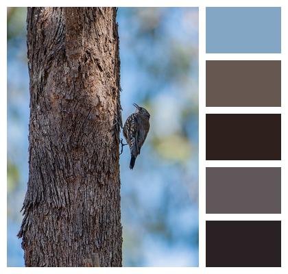 Treecreeper Bird White Throated Treecreeper Image